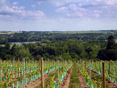 View across the River Loire from vineyard of Chteau Pierre Bise in the Roche aux Moines subappellation of Savennires to their large Haut de la Garde vineyard on the far side MaineetLoire France