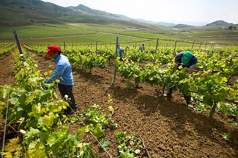 Stripping excess shoots and tying up vines at Nero dAvola vineyards Tenuta Rapital Camporeale Sicily Italy DOC Bianco Alcamo