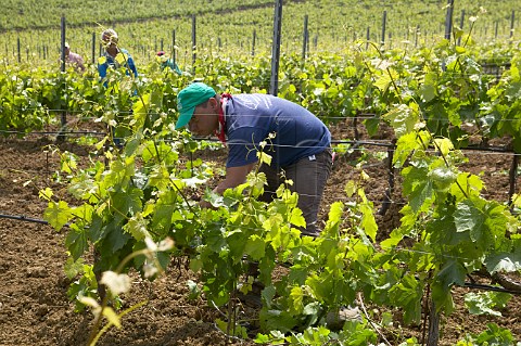 Stripping excess shoots and tying up vines at Nero dAvola vineyards Tenuta Rapital Camporeale Sicily Italy DOC Bianco Alcamo