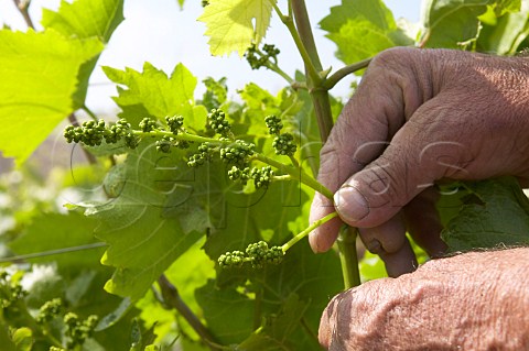 Stripping excess shoots and tying up vines at Nero dAvola vineyards Tenuta Rapital Camporeale Sicily Italy DOC Bianco Alcamo