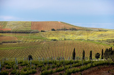 Cabernet Sauvignon vineyards at Tenuta Rapital Camporeale Sicily Italy DOC Bianco Alcamo