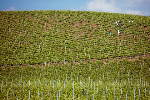 Works at a Nero DAvola vineyards at Tenuta Rapital Camporeale Sicily Italy DOC Bianco Alcamo