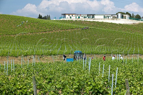 Maintenance work at a Nero DAvola vineyards of Tenuta Rapital Camporeale Sicily Italy DOC Bianco Alcamo