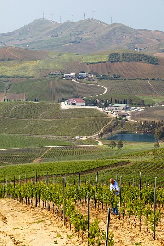 Alfio Tomarchio vineyard manager checking Catarratto Lucido vineyards at Tenuta Rapital Camporeale Sicily Italy DOC Bianco Alcamo