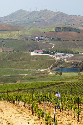 Alfio Tomarchio vineyard manager checking Catarratto Lucido vineyards at Tenuta Rapital Camporeale Sicily Italy DOC Bianco Alcamo