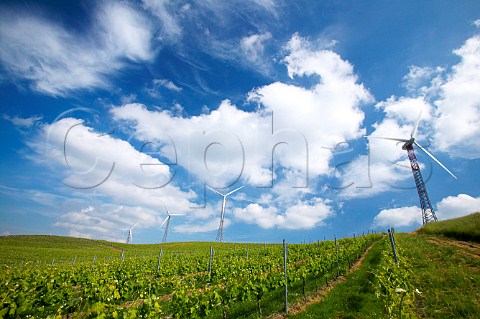 Wind turbines in vineyard at Monte Pietralunga Tenuta Rapital Camporeale Sicily Italy DOC Bianco Alcamo