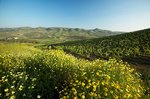 Panorama overlooking Vallata di Rapital Tenuta Rapital Camporeale Sicily Italy DOC Bianco Alcamo
