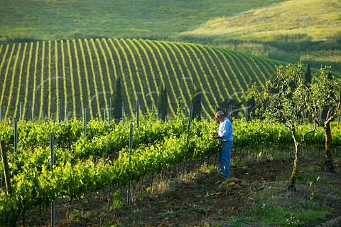 Alfio Tomarchio vineyard manager checking Merlot and Cabernet Sauvignon vineyards at Tenuta Rapital Camporeale Sicily Italy DOC Bianco Alcamo