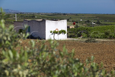 Contrada Cavarretto Cantine Settesoli SCA Memfi Sicily Italy