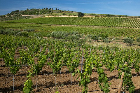 Contrada Cavarretto Cantine Settesoli SCA Memfi Sicily Italy