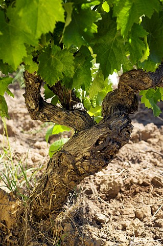 Bush trained Catarratto vines at Spadafora winery Contrada Virzi Monreale Sicily Italy