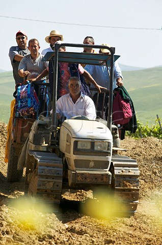 Team of vineyard workers riding on tractor at Spadafora winery Contrada Virzi Monreale Sicily Italy