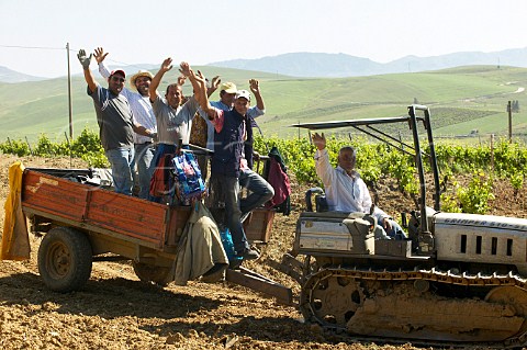 Team of vineyard workers riding on tractor at Spadafora winery Contrada Virzi Monreale Sicily Italy