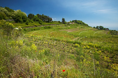 Volcanic soil in the vineyards of Barone di Villagrande at Milo on the eastern slopes of Mount Etna Sicily Italy DOC Etna