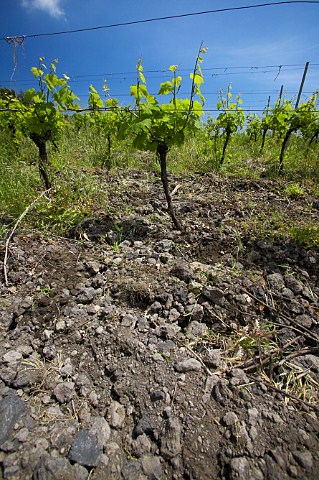 Volcanic soil in the vineyards of Barone di Villagrande at Milo on the eastern slopes of Mount Etna Sicily Italy DOC Etna