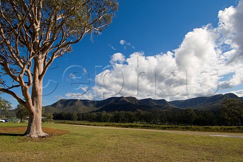 Gum tree Tyrrells vineyards and Brokenback Range Pokolbin Lower Hunter Valley New South Wales Australia