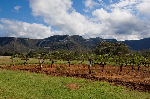 Shiraz vines and Brokenback Range Tyrrells vineyards Pokolbin Lower Hunter Valley New South Wales Australia