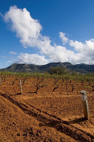 Shiraz vines and Brokenback Range Tyrrells vineyards Pokolbin Lower Hunter Valley New South Wales Australia