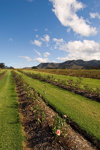 Rose bushes and Brokenback Range Tyrrells vineyards Pokolbin Lower Hunter Valley New South Wales Australia