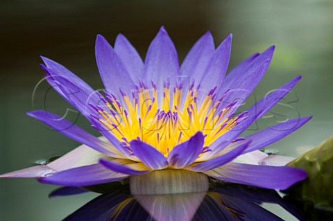 Purple lotus lily Conservatory of Flowers San Francisco California USA