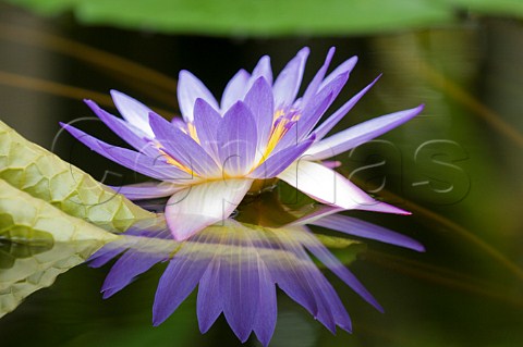 Purple lotus lily Conservatory of Flowers San Francisco California USA
