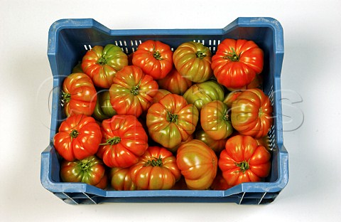 Box of belriccio tomatoes