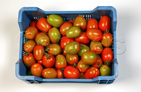 Box of plum tomatoes