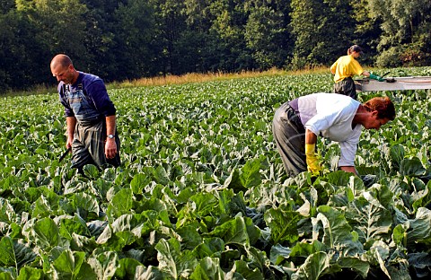 Harvesting cauliflowers on a Belgian farm