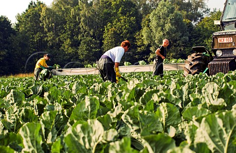 Harvesting cauliflowers on a Belgian farm