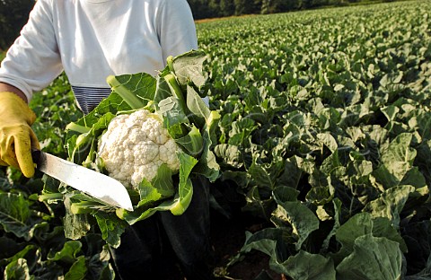 Trimming a cauliflower at harvest time on a Belgian farm