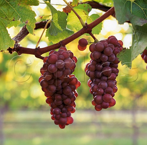 Pinot Gris grapes in vineyard of Cloudy Bay Marlborough New Zealand