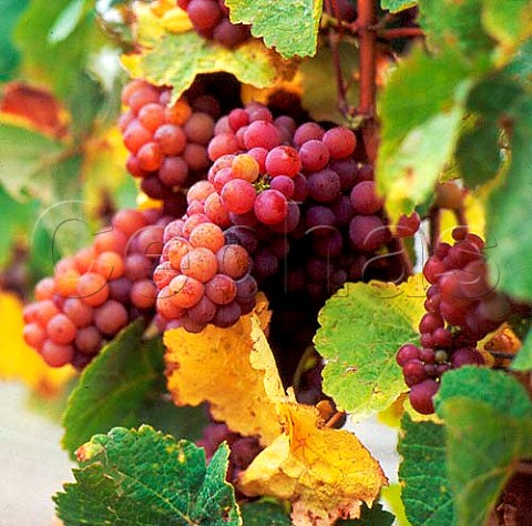 Gewrztraminer grapes in vineyard of Cloudy Bay Marlborough New Zealand