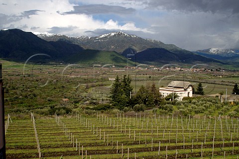 Vineyards of Cottanera in winter Castiglione di Sicilia Sicily Italy Etna