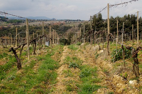 Poggio al Vento vineyard of Col dOrcia Montalcino Tuscany Italy Brunello di Montalcino
