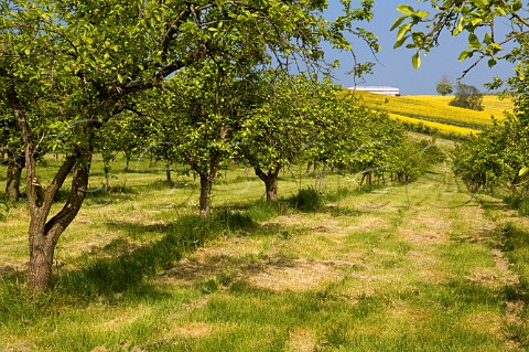 Cider apple orchard in springtime on the Vale of Evesham Blossom Trail Worcestershire