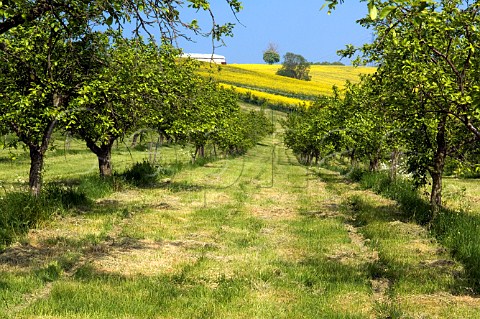 Cider apple orchard in springtime on the Vale of Evesham Blossom Trail Worcestershire
