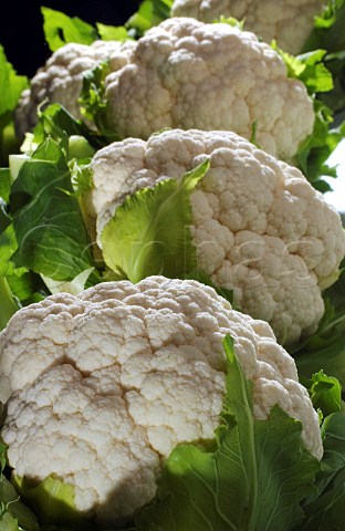 Fresh cauliflowers