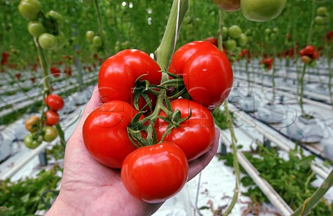 Tomato vine in a commercial greenhouse Belgium