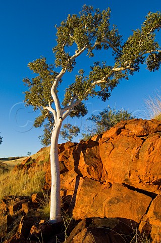 Ghost Gum at sunset on the Canning Stock Route Western Australia