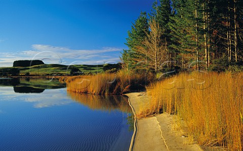 Early morning sunlight at the Kai Iwi Lakes Northland New Zealand