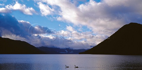 Black swans on Lake Rotoroa Nelson Lakes National Park South Island New Zealand