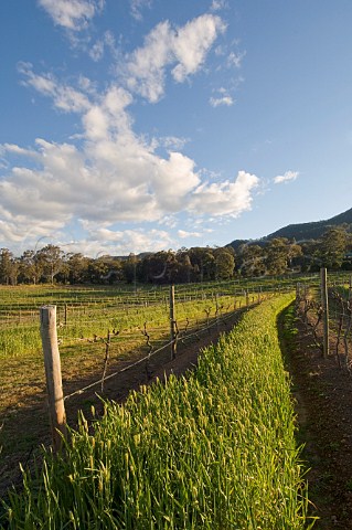 Plantings between vines in winter Audrey Wilkinson Lower Hunter Valley New South Wales Australia