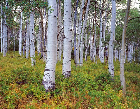 Aspens on the Kolop Plateau Zion National Park Utah USA