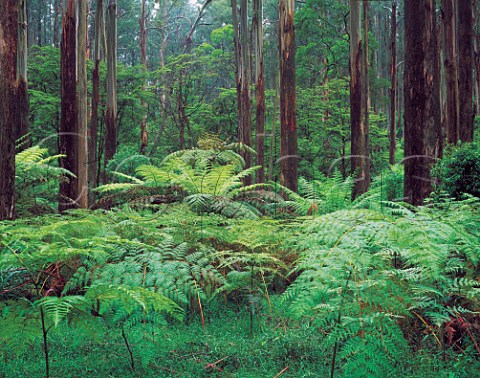 Ferns and Mountain Ash Eucalyptus regnans Dandenong Ranges National Park Victoria Australia