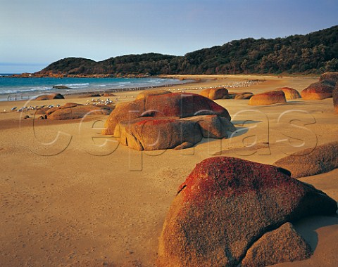 Seagulls and lichen covered boulders on beach Croajingalong National Park Victoria Australia