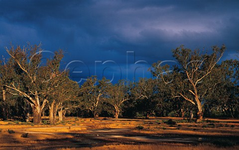 River Red Gums Eucalyptus camaldulensis and dark storm clouds at sunset HattahKulkyne National Park Victoria Australia