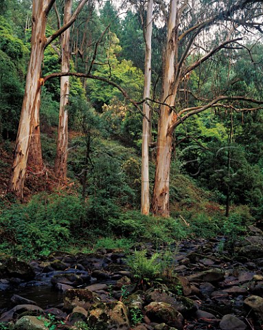 Mountain Ash trees along rocky creek bed Tarra Bulga National Park Victoria Australia