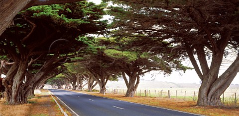Road through trees near Seaspray Ninety Mile Beach Gippsland Victoria Australia