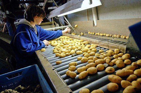 Inspecting potatoes