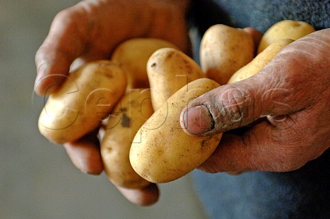 Holding new potatoes